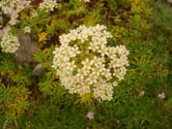 2013-08-18_Regina-F-Rau_Schachen_Blumen  (214).JPG